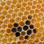 Rozporządzenie w sprawie zwalczania zgnilca amerykańskiego pszczół