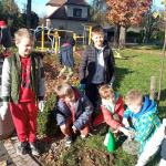 Sadzimy cebulki żółtych krokusów